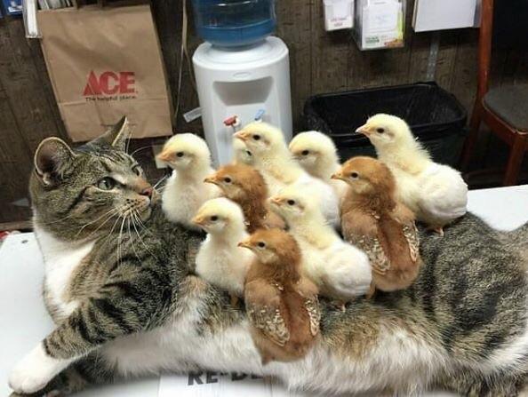 r/aww